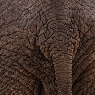 Samburu - Elephant skin